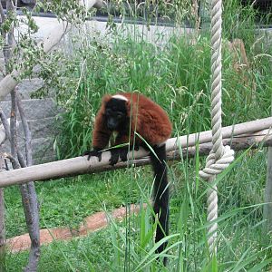 Primate Discovery Center - Red Ruffed Lemur