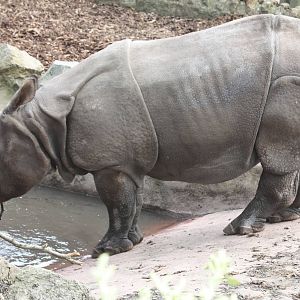 indian rhinoceros 04/10