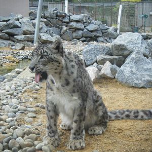 Snow Leopard.