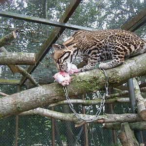 Ocelot having dinner.