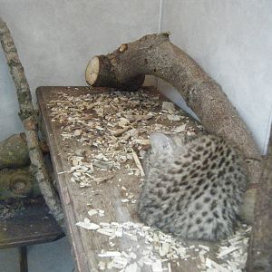 Geoffroy's cat kitten.