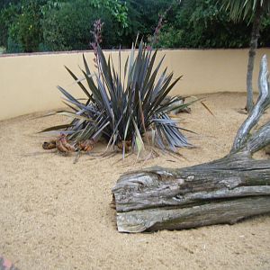 Chicken's in the Dwarf Mongoose enclosure.