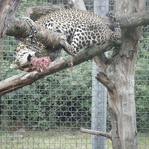 Sri Lankan Leopard feeding.
