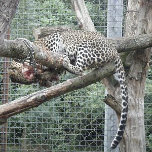Sri Lankan Leopard feeding.