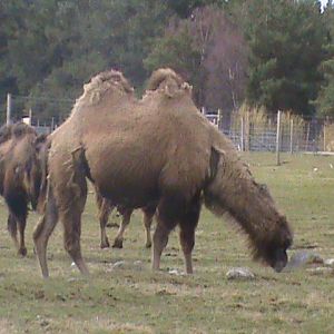 bactrian camel 04/10