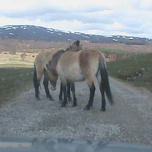 przewalski's horse1 04/10