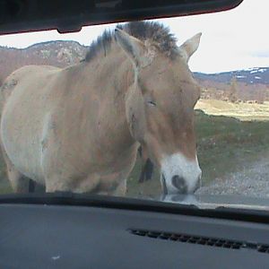 przewalskis horse2 04/10