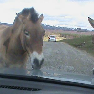 przewalskis horse3 04/10