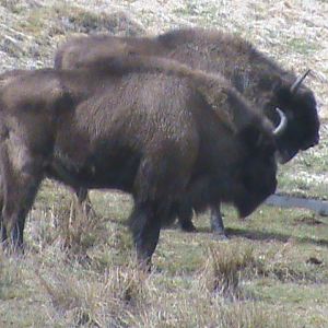 european bison 04/10