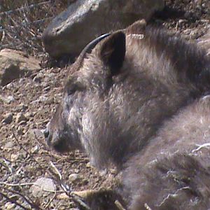 japanese serow 04/10