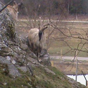 markhor 04/10