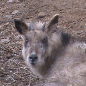 japanese serow2 04/10