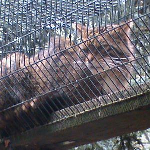 scottish wildcat1 04/10