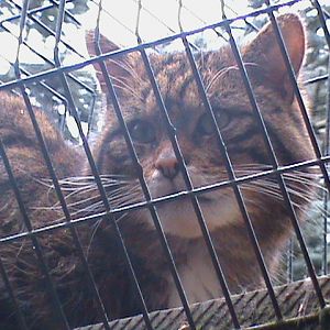 scottish wildcat2 04/10