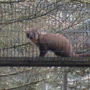 pine marten 04/10