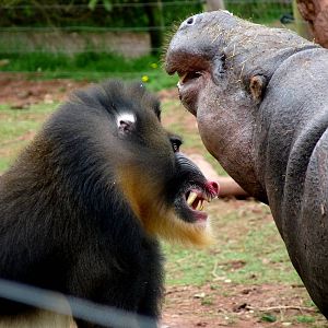 Mandrill and pygmy hippo squaring up!