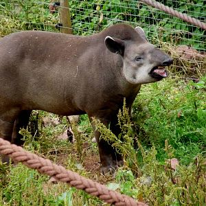 South American Tapir