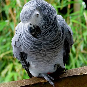 African grey parrot