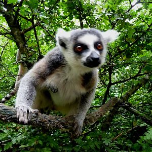 Ring-tailed lemur