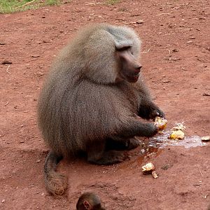Hamadryas baboon