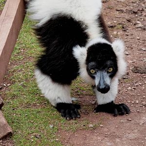 Black and white ruffed lemur at feeding time