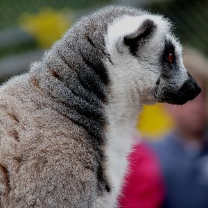 Ring tailed lemur, feeding time