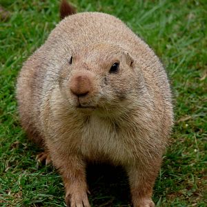 Prairie marmot