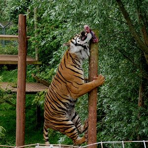 Amur tigers at feeding time