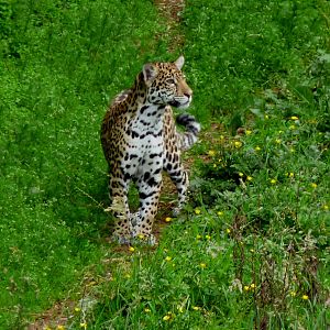 Jaguar cub