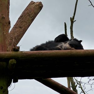Spectacled bear