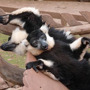 Black and white ruffed lemurs
