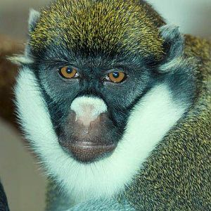 Male of Lesser White-nosed Monkey