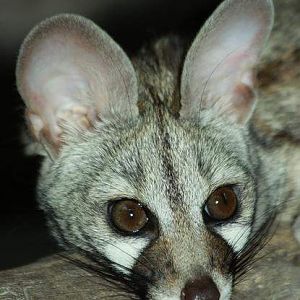 Common Genet