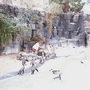 Bristol Zoo July 1989 - Old Penguin Pool