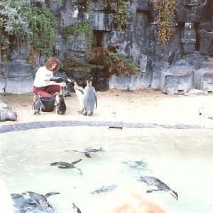 Bristol Zoo July 1989 - Old Penguin Pool