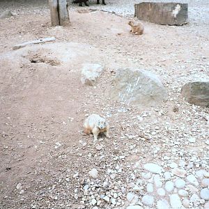 Bristol Zoo July 1989 - South American Enclosure
