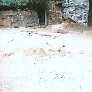 Bristol Zoo July 1989 - South American Enclosure