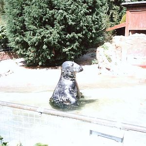 Bristol Zoo July 1989 - Seals