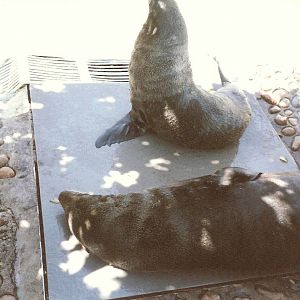 Bristol Zoo July 1989 - Seals