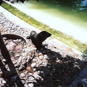 Bristol Zoo July 1989 - Seals