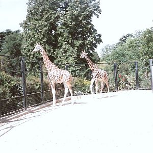 Bristol Zoo July 1989 - Giraffe Enclosure