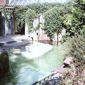 Bristol Zoo July 1989 - Pygmy Hippo Pool