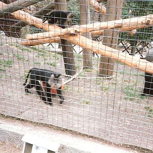 Bristol Zoo July 1989