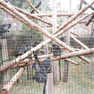 Bristol Zoo July 1989