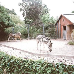 Bristol Zoo July 1989 - Zebra Enclosure