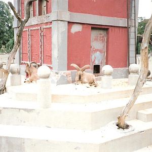 Bristol Zoo July 1989