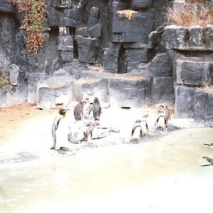 Bristol Zoo July 1989 - Old 'Main' Penguin Pool