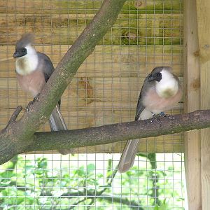 Bare-faced Go-away-birds at Blackbrook, 12/06/10