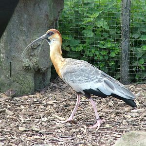 Buff-necked Ibis at Blackbrook, 12/06/10