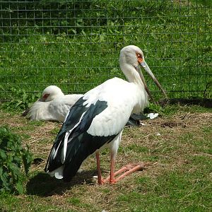 Maguari Storks at Blackbrook, 12/06/10